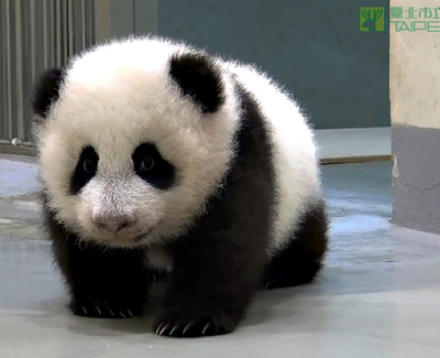 圓仔剛出生不久時的萌照 圓仔剛出生不久時的萌照