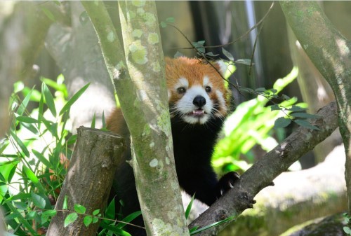 福州小熊貓歡歡臺灣亮相 到處“擦屁股”賣萌(圖) 福州小熊貓歡歡臺灣亮相 到處“擦屁股”賣萌(圖)