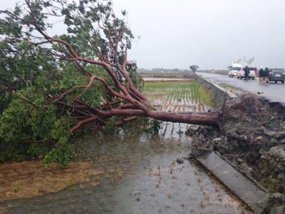 觀光景點的臺東池上“金城武樹”不敵麥德姆而倒地 觀光景點的臺東池上“金城武樹”不敵麥德姆而倒地