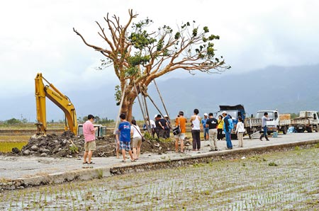 重獲新生的金城武樹,顯得光禿禿。(臺媒圖) 重獲新生的金城武樹,顯得光禿禿。(臺媒圖)