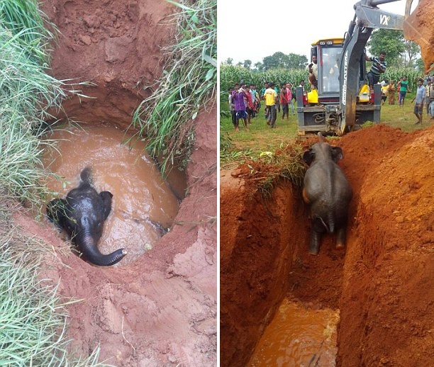 印幼象掉進施工井 象媽媽徹夜嚎鳴求救 印幼象掉進施工井 象媽媽徹夜嚎鳴求救