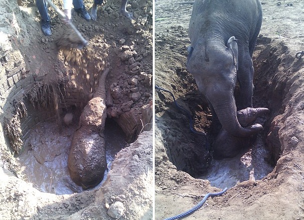 印幼象掉進施工井 象媽媽徹夜嚎鳴求救 印幼象掉進施工井 象媽媽徹夜嚎鳴求救