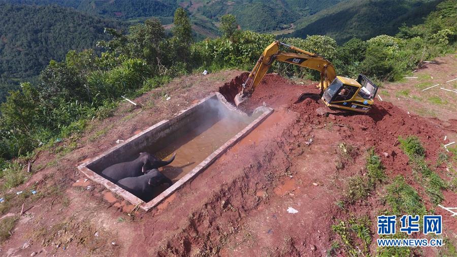 “落水”大象救援記——直升機(jī)、挖掘機(jī)輪番上場(chǎng)(組圖) “落水”大象救援記——直升機(jī)、挖掘機(jī)輪番上場(chǎng)(組圖)