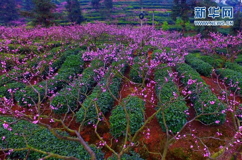 (網絡媒體走轉改)春風拂面 到峨眉山高低遠近賞桃花 (網絡媒體走轉改)春風拂面 到峨眉山高低遠近賞桃花