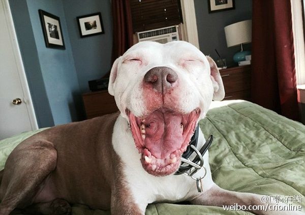 (j)Ӣÿ]󡷈գһ̶(Jon Bozak)ڽϓ쵽һֻ˹@ϲǣ@ֻȻЦ̶ڹԢĽֵϓ@ֻ˹oȡ顰ֿˡһҊ@ֻr̶Ԟcʧˡңl(f)F(xin)һcͬġxȻЦǆ̶㕺rI(lng)˼ҡ