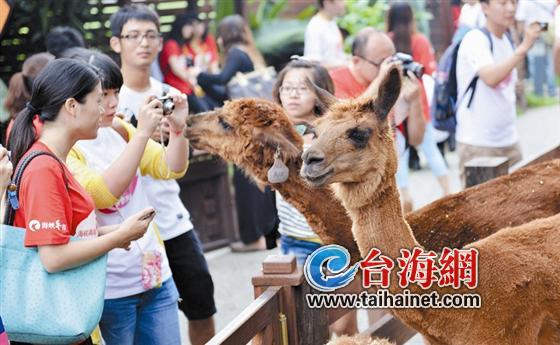 大陸50名青年跨海尋愛 將與臺灣50名青年聯歡 大陸50名青年跨海尋愛 將與臺灣50名青年聯歡