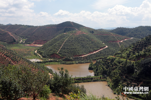 江西定南油茶林 江西定南油茶林