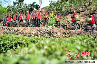 湖北宜昌:“助農(nóng)采茶”踐行群眾路線